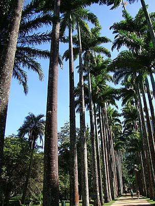 Roystonea_oleraceae